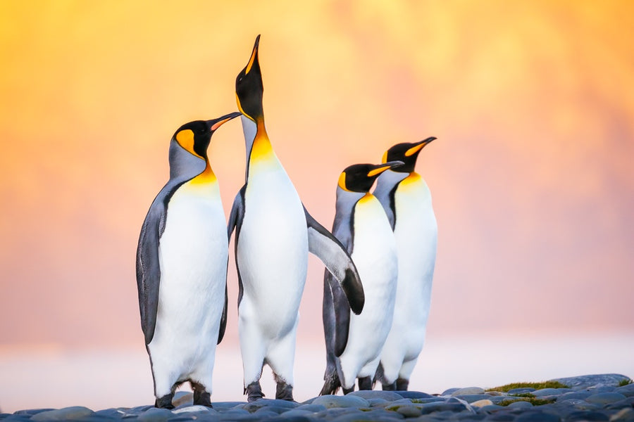 King Penguins - 1