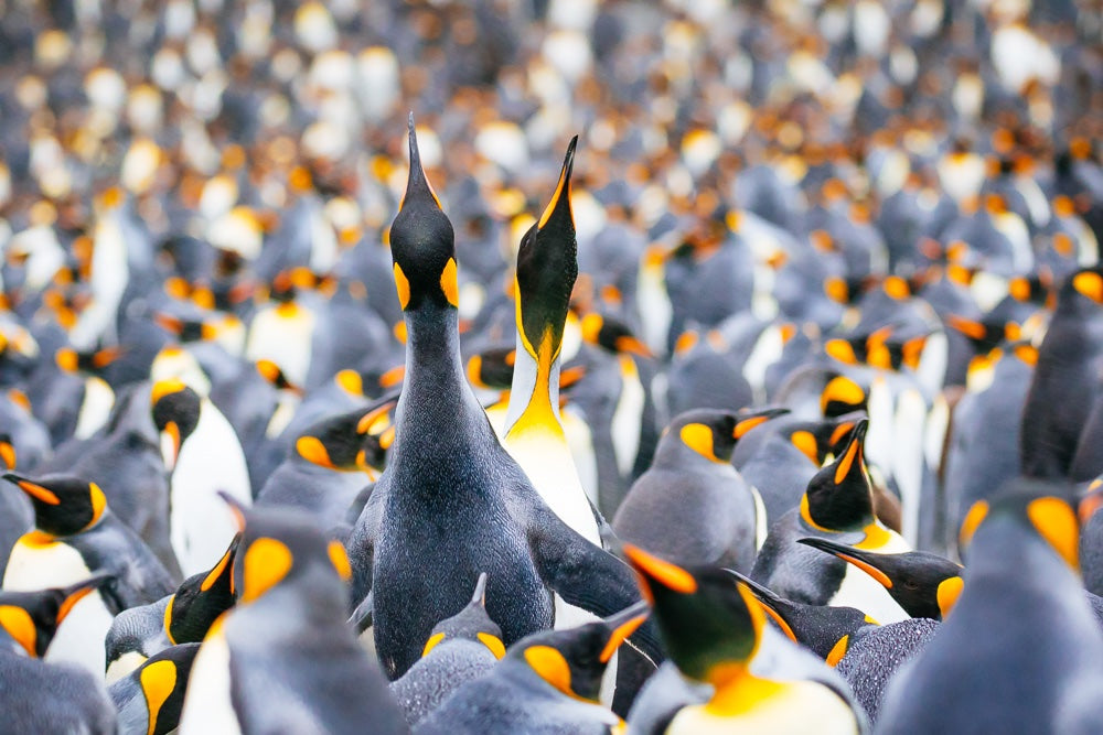 King Penguin colony - 1