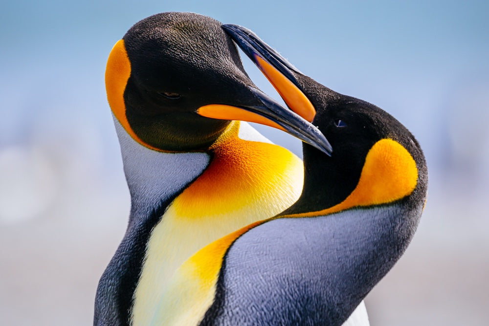 King Penguin Pair - 1