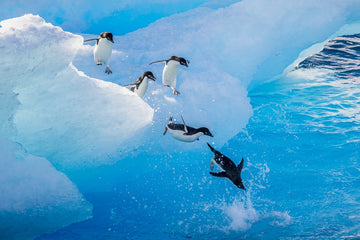 Adelie Penguins - 1