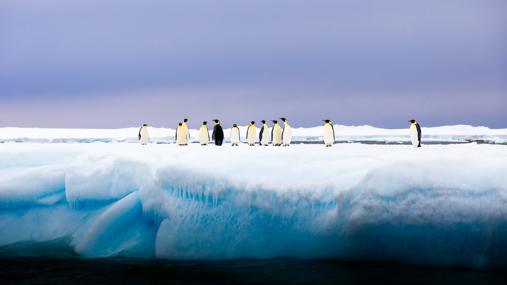 Emperor Penguins - 1