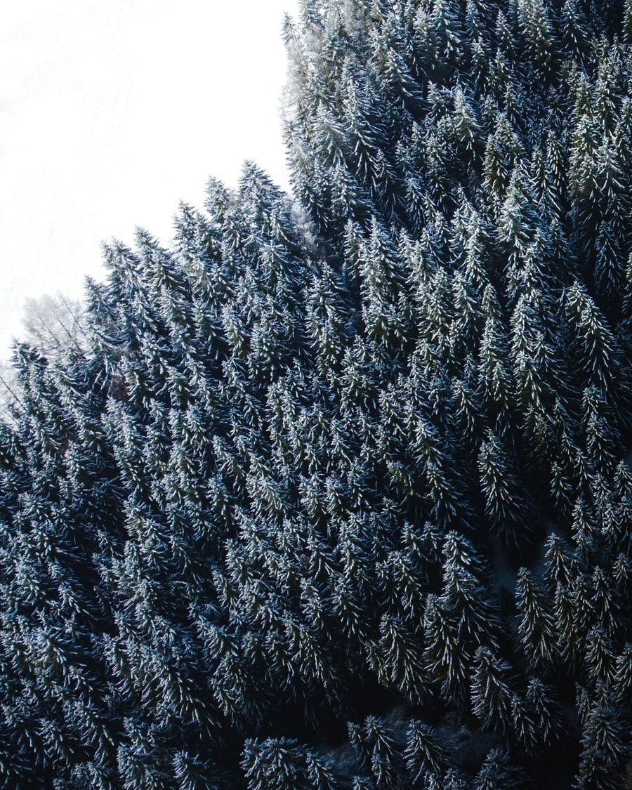  Snowy Forest Landscape Austria - Winter Christmas Decoration - 1