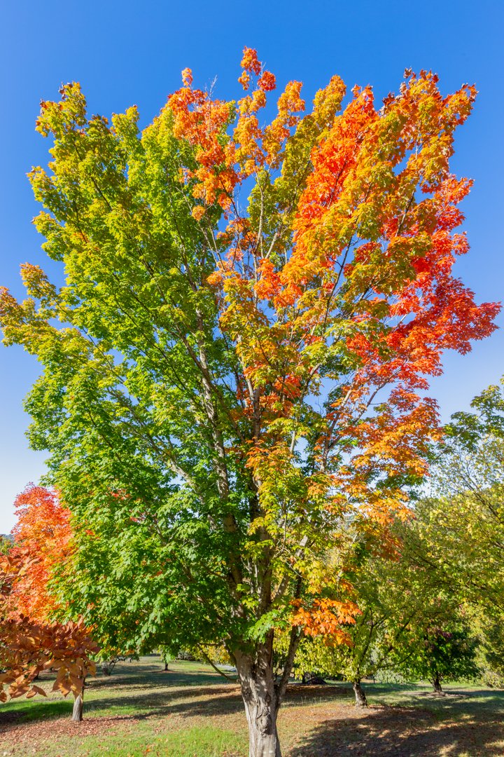 Botanical Gardens Autumn Trees - 1