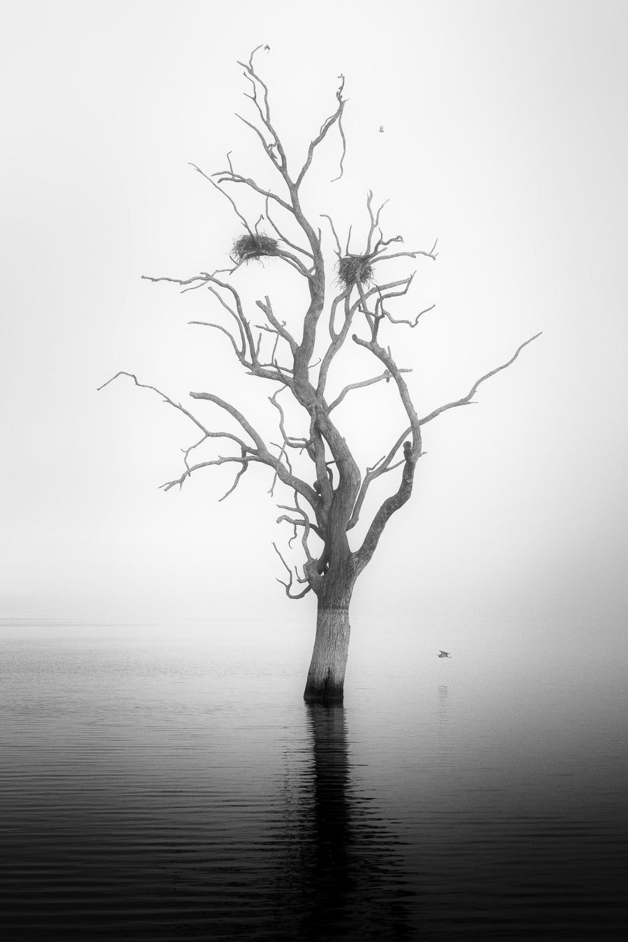 Lake Bonney Tree Nests - 1