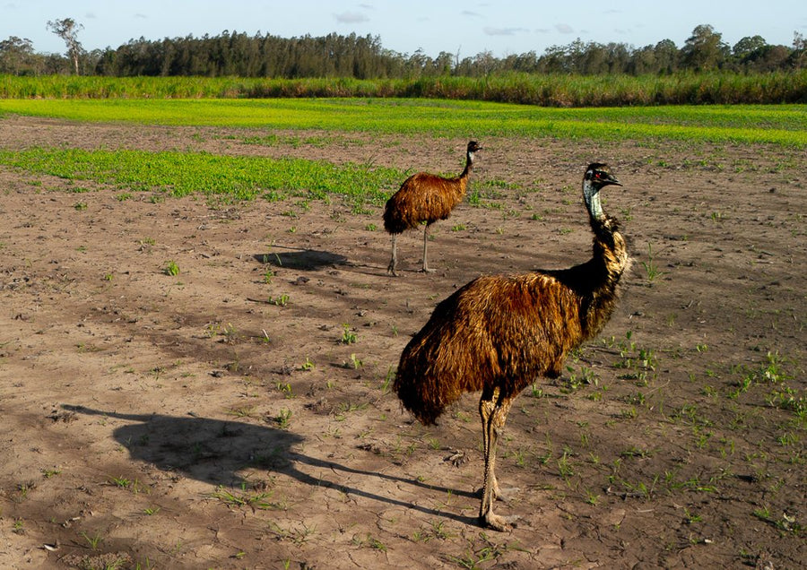 Endangered Coastal Emu - 1