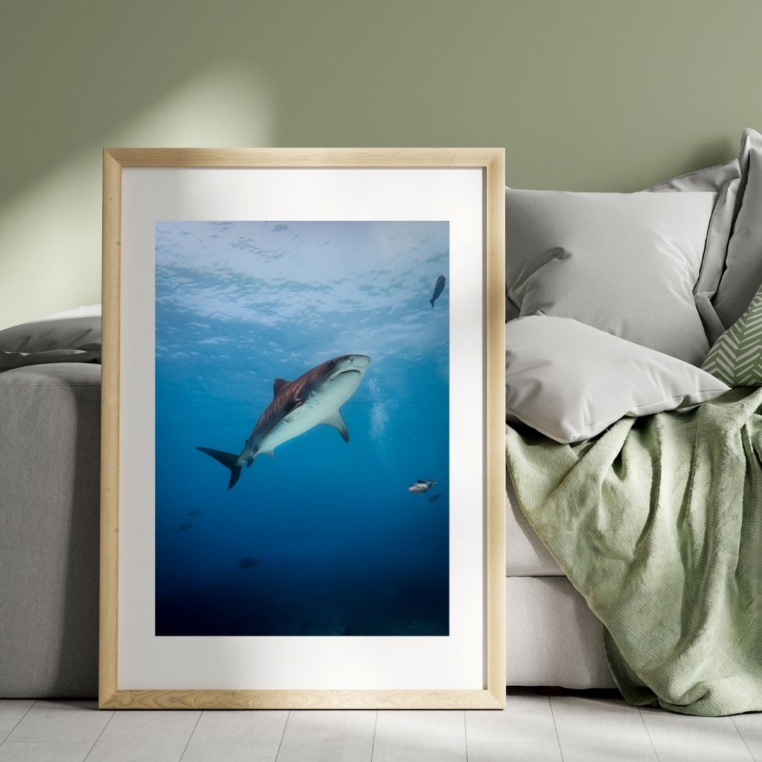 In the shadow of a tiger shark - 2
