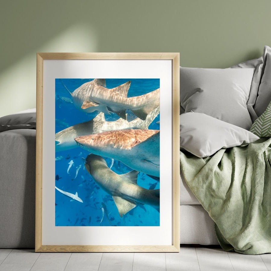 Shark Stack - 2