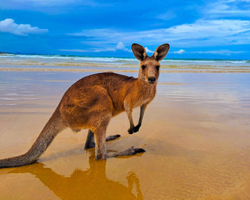 Kangaroo on the beach 1 - 1