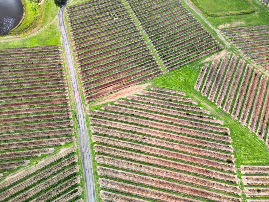 Hunter Valley - Vineyards (Abstract) - 1