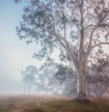 Back Valley Fog - 1