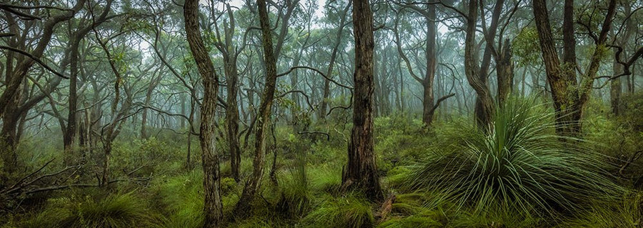 Spring Mt Conservation Park - 1