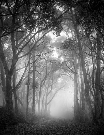 Foggy Trees - 1