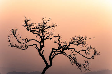 Silhouette of Dead Tree in Bromo - 1