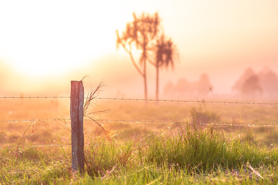 Foggy Winter Mornings - Ingham, Queensland, Australia - 1