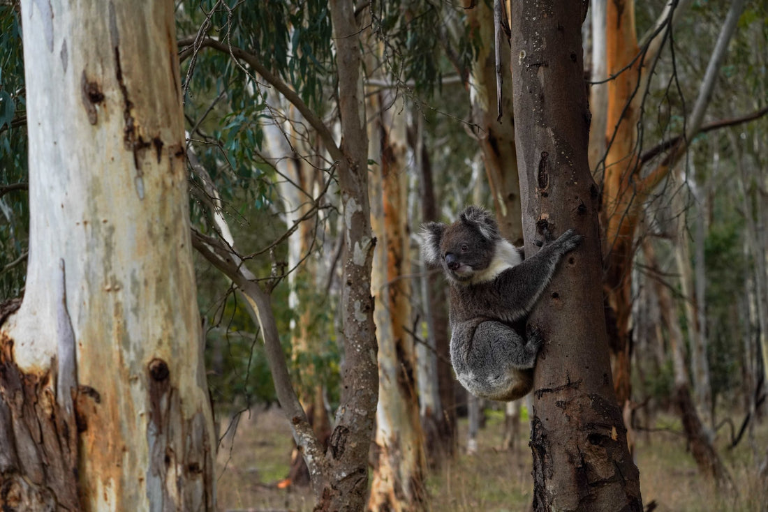 6616ab8ed8c3c268632d0a1d_adelaide-hills-31-_1748069342419.jpg