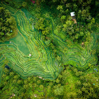 Tegalalang Rice Terrace, Ubud, Bali 1