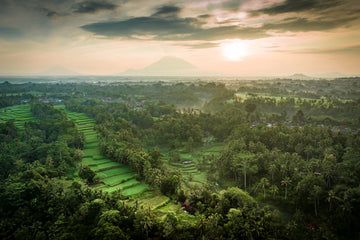 Tegalalang Rice Terrace, Ubud, Bali 10