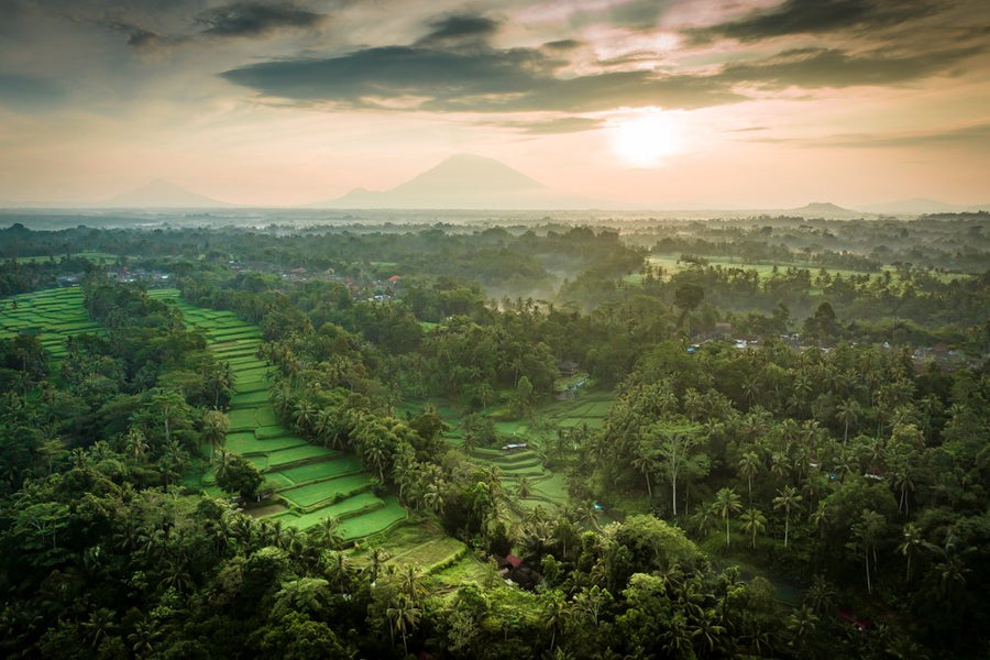 Tegalalang Rice Terrace, Ubud, Bali 10
