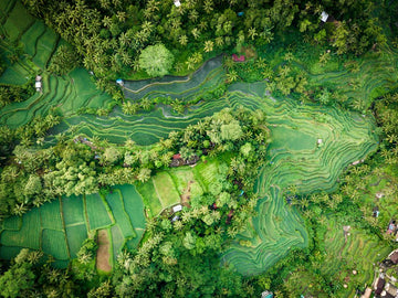 Tegalalang Rice Terrace, Ubud, Bali 11