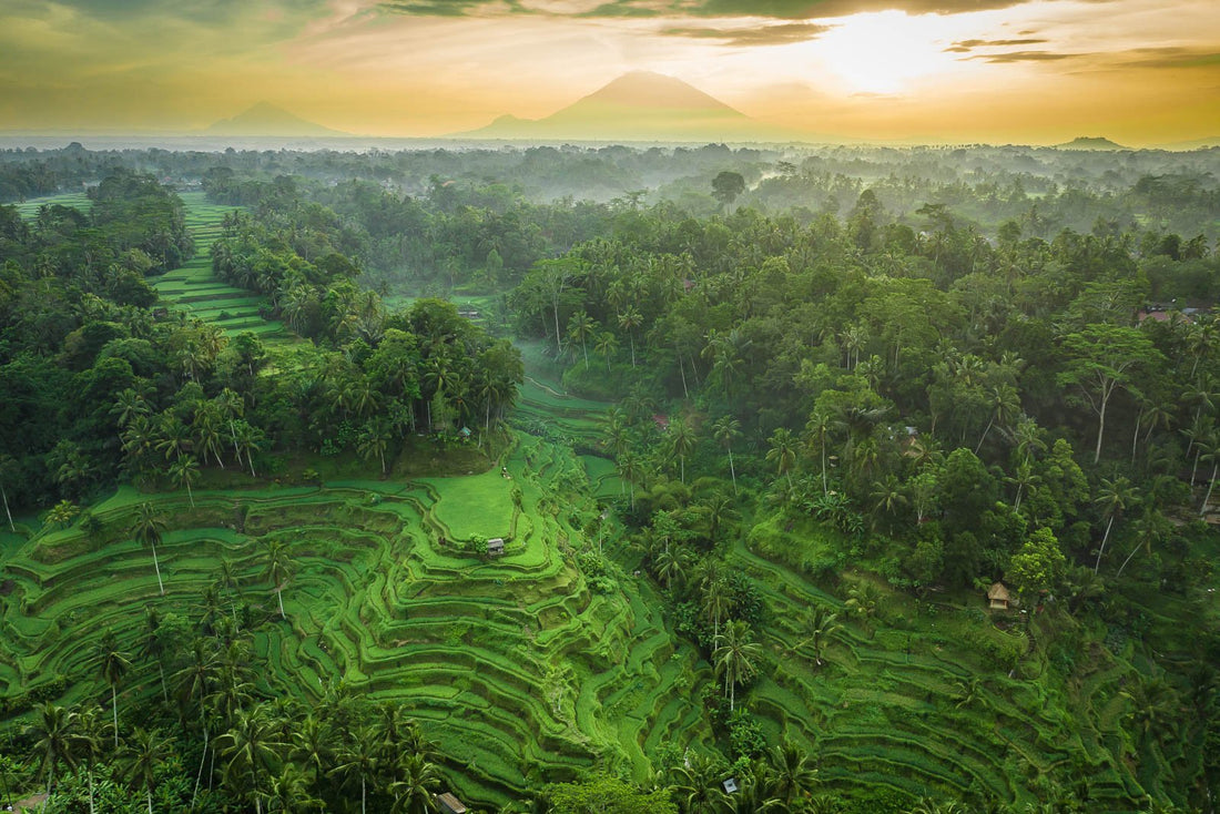 Tegalalang Rice Terrace, Ubud, Bali 8