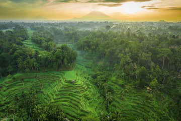 Tegalalang Rice Terrace, Ubud, Bali 8