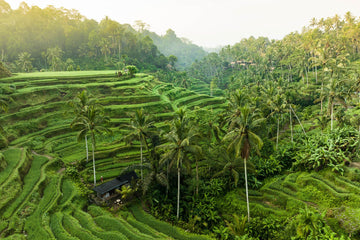 Tegalalang Rice Terrace, Ubud, Bali 3