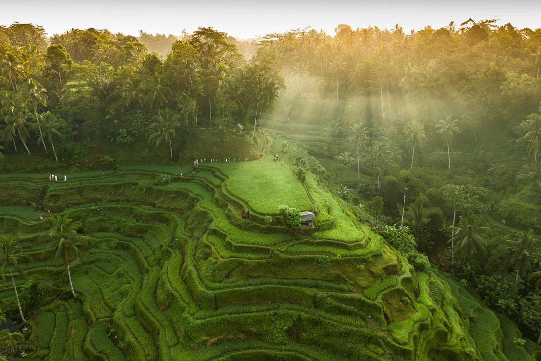 Tegalalang Rice Terrace, Ubud, Bali 4