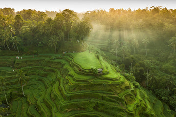Tegalalang Rice Terrace, Ubud, Bali 4