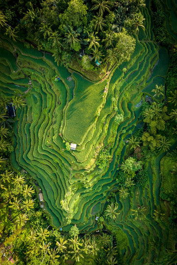 Tegalalang Rice Terrace, Ubud, Bali 5