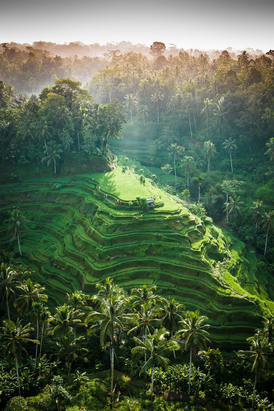 Tegalalang Rice Terrace, Ubud, Bali 6