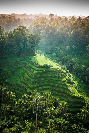 Tegalalang Rice Terrace, Ubud, Bali 6