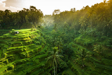 Tegalalang Rice Terrace, Ubud, Bali 7