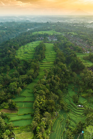 Tegalalang Rice Terrace, Ubud, Bali 9