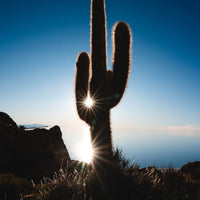 6616ab8ed8c3c268632d0a1d_cactus-with-sunburst-in-uyuni_1751526937214.jpg
