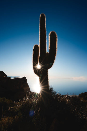 6616ab8ed8c3c268632d0a1d_cactus-with-sunburst-in-uyuni_1751526937214.jpg