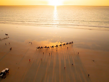 6616ab8ed8c3c268632d0a1d_camel2_1748153406355.jpg
