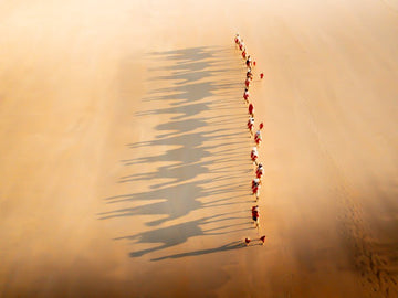 6616ab8ed8c3c268632d0a1d_camel_1748153303284.jpg