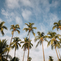 6616ab8ed8c3c268632d0a1d_costa-rica-palm-trees-landscape-_1755501840065.jpg
