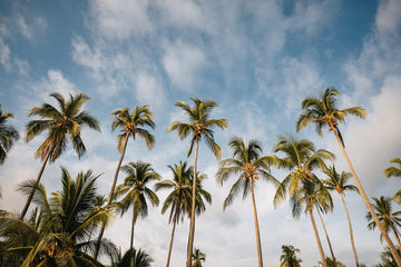 6616ab8ed8c3c268632d0a1d_costa-rica-palm-trees-landscape-_1755501840065.jpg