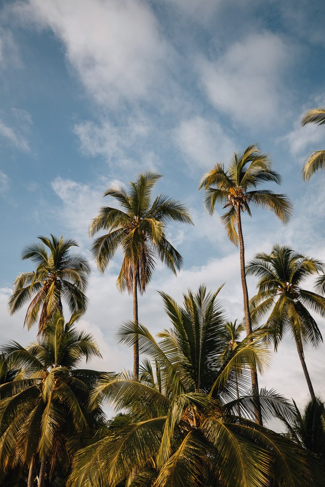 6616ab8ed8c3c268632d0a1d_costa-rica-palm-trees-portrait-_1755501840065.jpg