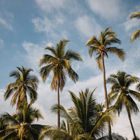 6616ab8ed8c3c268632d0a1d_costa-rica-palm-trees-portrait-_1755501840065.jpg