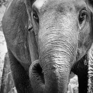 6616ab8ed8c3c268632d0a1d_elephant_1748321711840.jpg