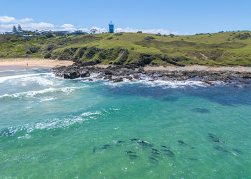 Grace - Dolphins, Woolgoolga, NSW
