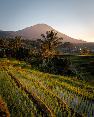 6616ab8ed8c3c268632d0a1d_jatiluwih-rice-terrace-bali_1755572480623.jpg