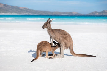 6616ab8ed8c3c268632d0a1d_kangaroo-in-lucky-bay-western-australia-landscape-_1755573080022.jpg