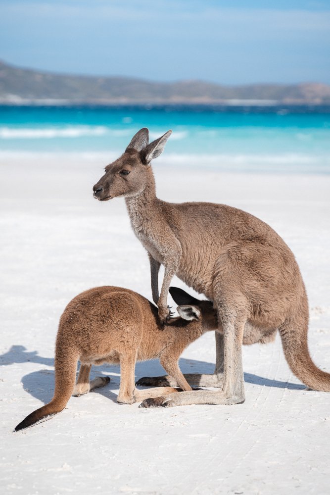 6616ab8ed8c3c268632d0a1d_kangaroo-in-lucky-bay-western-australia-portrait-_1755573080022.jpg