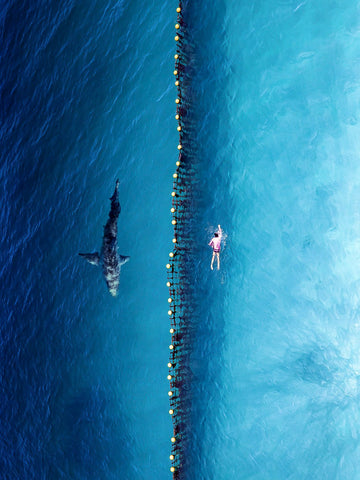 6616ab8ed8c3c268632d0a1d_shark-and-swimer_1749951818889.jpg