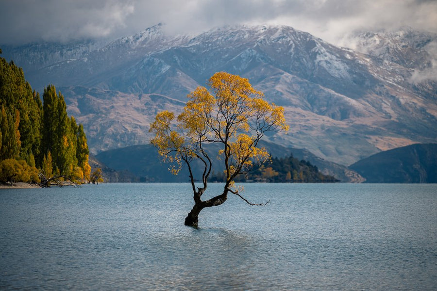 6616ab8ed8c3c268632d0a1d_that-wa-naka-tree-new-zealand-landscape-_1755664902486.jpg