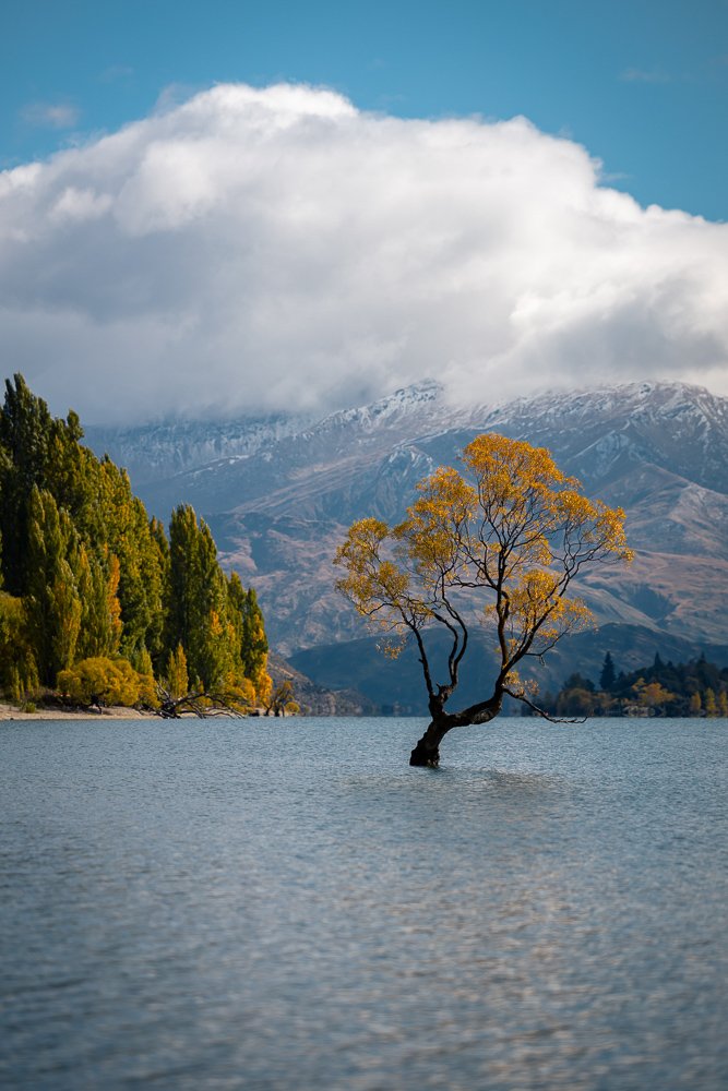 6616ab8ed8c3c268632d0a1d_that-wa-naka-tree-new-zealand-portrait-_1755664902487.jpg