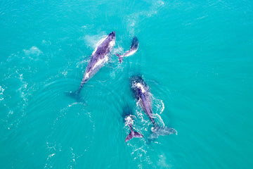 6616ab8ed8c3c268632d0a1d_top-down-of-whales-in-the-ocean_1747639988699.jpg
